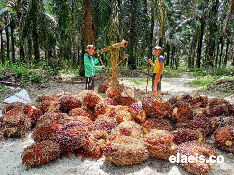 Naik Tipis, Sawit di Sumut Dibandrol Rp2.767,76/Kg