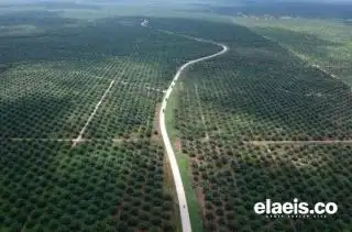 BPKP Awasi Industri Sawit di Bengkulu, Ini Penyebabnya