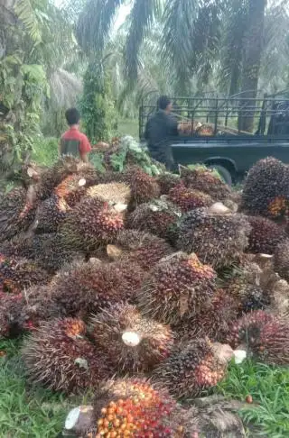 Mau Lebaran, Harga TBS di Jambi Naik Lagi
