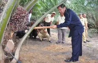 Tahun ini Kaltim Dapat Jatah PSR 1.000 Ha