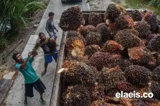 Setelah Libur Lebaran, Sejak Kemarin PT Bio Nusantara Kembali Beroperasi