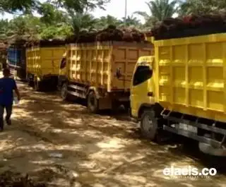 Terus Turun, Ini Daftar Harga TBS di 22 Provinsi Penghasil Sawit