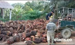 Harga Kelapa Sawit di Babel Turun, Sepanjang Mei Dibeli Rp2.354/Kg