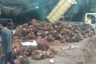Harga TBS di Kaur Turun Drastis, Pemilik Ram Ikut Lemas