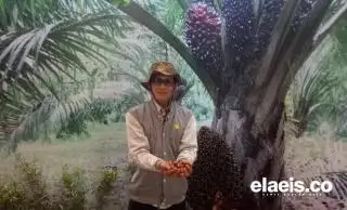 EUDR Hanya Melindungi Petani Eropa Sendiri