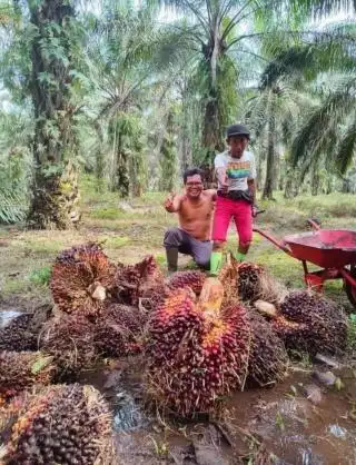 Bickman: Ingin Harga Sawit Mahal? Bentuklah Koperasi