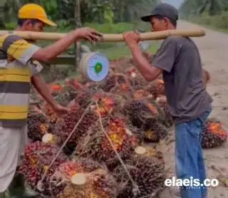 Naik Tipis, Harga Sawit di Kalbar Rp2.201,55/Kg