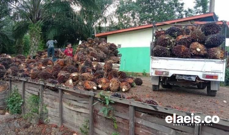 Harga Penjualan CPO dan Kernel di Riau Rontok, Ini Daftarnya
