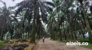 Ada Ribuan HGU Tidak Aktif, Di Riau Segini...