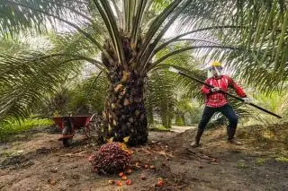 Sempat Lemas Dua Hari, Harga CPO Akhirnya Nanjak
