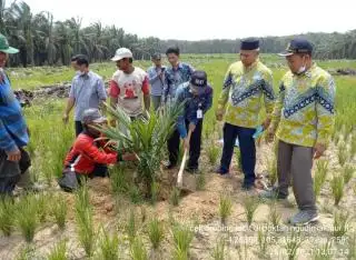 Petani di Mukomuko Banyak yang Beralih dari Padi ke Sawit