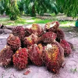 PKS di Bengkulu Bantah Sengaja Turunkan Harga TBS Petani