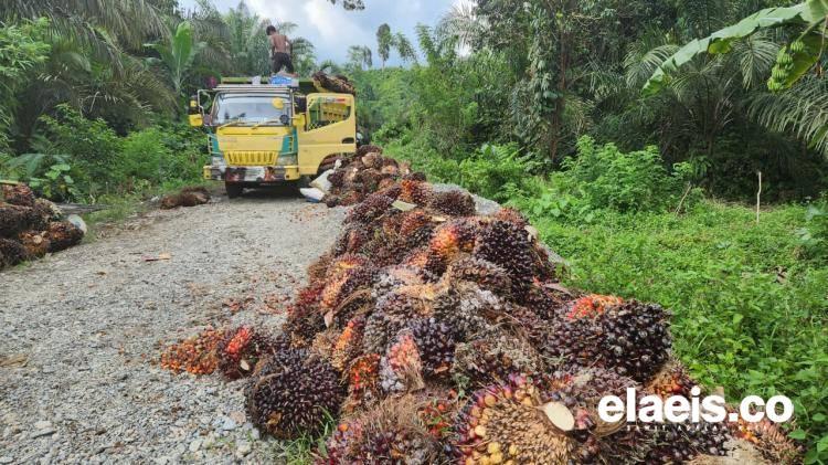 Ini Penyebab Harga CPO Melorot, GAPKI Jajaki Pasar Baru