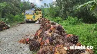 Ini Penyebab Harga CPO Melorot, GAPKI Jajaki Pasar Baru