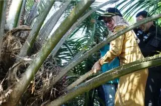 Kebun PSR di Luwu Utara Dipanen Perdana