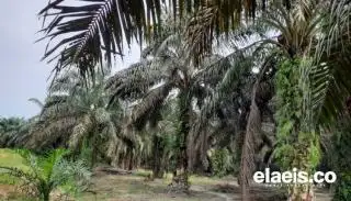Ini Daftar Harga Jual CPO dan Kernel di Riau Minggu Ini