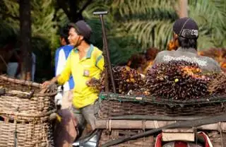 Harga TBS Sawit di Jambi Anjlok, Berikut Daftar Terbaru