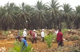BPDPKS Sudah Kucurkan Rp 7,52 Triliun untuk PSR