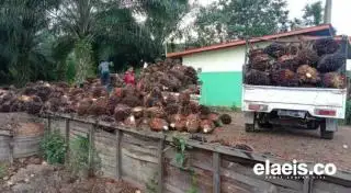 Tiga PKS di Babel Tak Beli Kelapa Sawit, Begini Alasannya