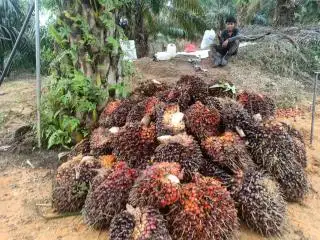 Petani Plasma di Rohul Kecewa Harga TBS Ditekan Pabrik, Pemerintah ke Mana?