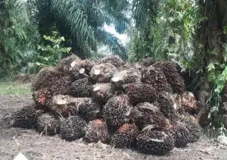 Investor Diminta Hati-hati Beli Lahan Sawit di Mukomuko, Kenapa?