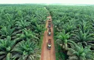 Wamenkeu: Banyak Data Kebun Sawit yang Dimiliki Negara Tidak Singkron Satu dengan yang Lain
