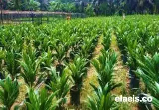 Pengadaan Bibit, Kendala Utama Pembukaan dan Pengembangan Perkebunan Sawit di Seluma