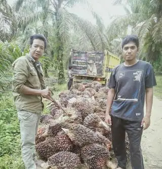 Harga Sawit di Jambi Naik Tipis, Berikut Daftar Terbaru