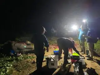 Diduga Keracunan, Gajah Sumatera Ditemukan Mati Dekat Perkebunan Sawit di Pelalawan