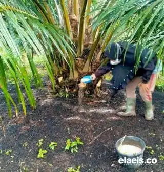 Perlu Dicatat Petani, Ini pH Tanah yang Ideal untuk Pertumbuhan Optimal Kelapa Sawit