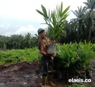 Masih Ada 1.932 Hektar PSR yang Belum Terealisasi di Kalbar
