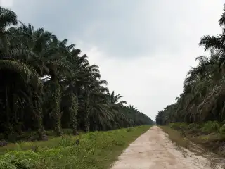 BPKP Sebut Data Sawit Riau Paling Rapi: Harus Menjadi Percontohan Dunia