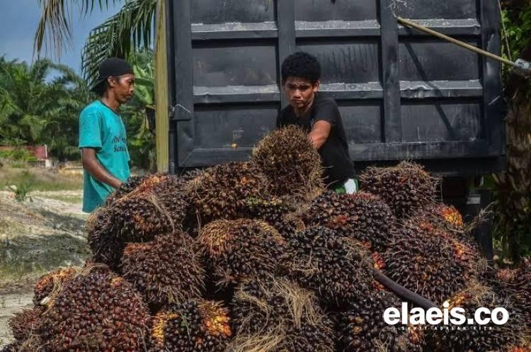 Penetapan Harga TBS Sawit Disbun Riau Masih yang Tertinggi, Ini Daftarnya
