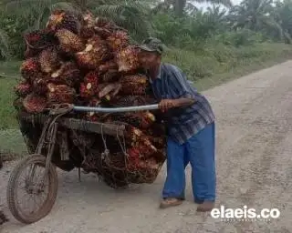 Turun Tipis, Harga Sawit di Sumut Dibandrol Rp2.420,55/Kg