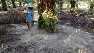 Pupuk Organik Bikin Kualitas Tanah Moncer
