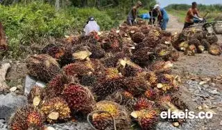 Ini Daftar Harga TBS Sawit Penetapan Disbun 22 Provinsi, Riau Paling Tinggi