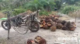 Kembali Meningkat, Kelapa Sawit di Kalbar Dihargai Rp2.248,15/Kg