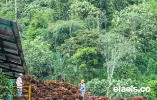 Mantap! Pendapatan ANJ Naik 25,6% di Kwartal - II