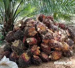 Aduh, Harga TBS Sawit Plasma Riau Turun Minggu Ini