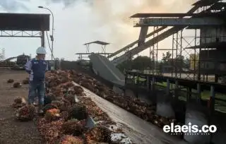 Cerita Sontoloyo Sertfikasi ISPO
