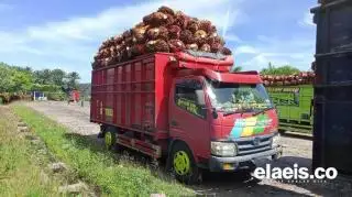 Harga Sawit Mulai Stabil, PPN Bengkulu Diperkirakan Meroket