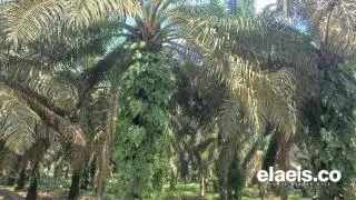Luas Kebun Tak Jamin Hasil Memuaskan