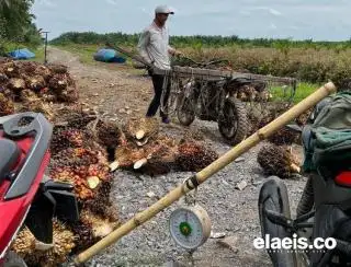 Naik Turun Harga Sawit Swadaya di Sumut, Begini Kondisinya