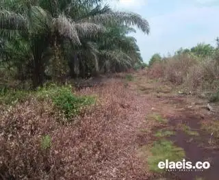 Fenomena El Nino Picu Kekeringan, Petani Sawit Diminta Waspada