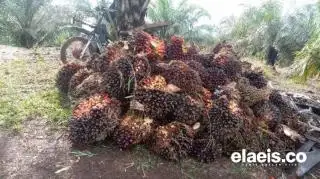 Alhamdulillah, Harga TBS Sawit Plasma Riau Naik Minggu Ini
