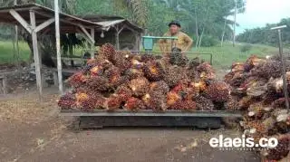 Sawit di Sumbar Dibeli Rp2.495,48/Kg, Ketua DPW Apkasindo Prediksi Naik Lagi di Periode Mendatang