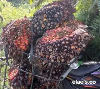 Perusahaan Diminta Berkontribusi untuk Wujudkan SDM Sawit Unggul