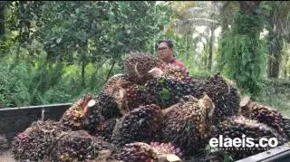 Cerita Petani Sawit Milenial Pekanbaru