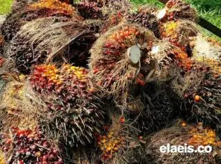 Jadwal Pencairan Dana Bagi Hasil Sawit Belum Jelas