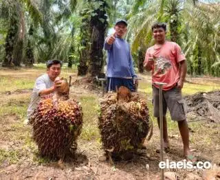 KUR Mikro 'Pahlawan' Petani Sawit di Bengkulu